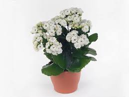 Image result for Kalanchoe rosalina
