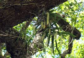 Image result for Diaphananthe fragrantissima