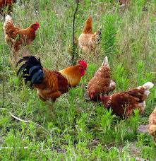 They keep it in their gizzards to typically, backyard and small farm chickens also eat food scraps from the farm household. Keeping Chickens In Your Garden Sa Garden And Home