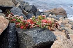 Image result for Polycarpaea eriantha