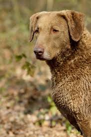 Chesapeake Bay Retriever