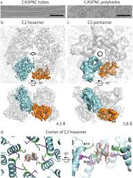 Real french moms 1 year ago 1:55:17 jacquie et michel elite mom; Structure Of The Mature Rous Sarcoma Virus Lattice Reveals A Role For Ip6 In The Formation Of The Capsid Hexamer Biorxiv