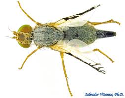 Image result for Dicliptera zambeziensis