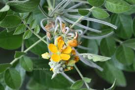 Image result for Senna hirsuta