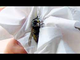 Some wasps have specialised on beetles and other catch mainly cicadas. How To Catch Release A Wasp Bee Using Tissue Paper Not Get Stung Youtube