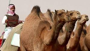 Explain which anion is references in nick the camel ate a clam supper in a crater in phoenix give all six anions and show their formula and name. Camel Beauty Pageant Rocked By Botox Scandal Fox News Video