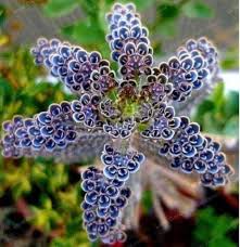 Pin On Plants