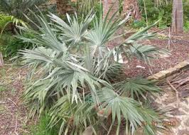 Image result for Moraea verdickii