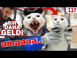 British Shorthair Mia Yi Sevmeye Doyamadik Kedice Altyazili Konusan Kediler Dobida 115 Youtube