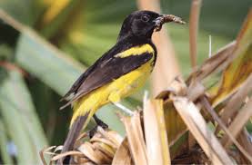 Image result for Inhambanella