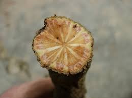 Image result for Cissampelos mucronata