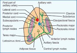 Epigastric region the abdominal region that is superior and central in location, above the umbilical region and between the two hypochondriac regions. Jaypeedigital Ebook Reader