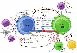 Image result for B-Lymphocyte