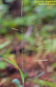 Image result for Leersia