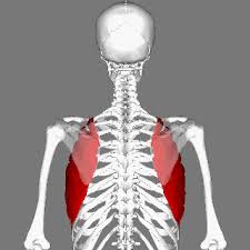 Getting To Know Your Serratus Anterior Strengthen Your Wings Muscle Anatomy Anatomy Skeletal Muscle Anatomy