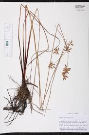 Image result for Pycreus unioloides