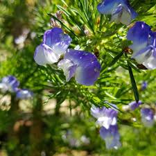 Image result for Psoralea