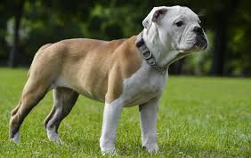 The british bred mastiffs with terriers to create the bulldog for this new sport (flat faces and strong jaws that wouldn't let go of their prey). Victorian Bulldog Breeders Near Me Bulldog Lover