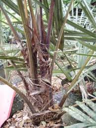 Image result for Raphia ruwenzorica