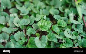 Image result for Merremia emarginata