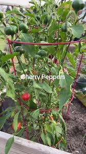 Cerise Pepper