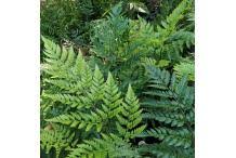 Image result for Rumohra