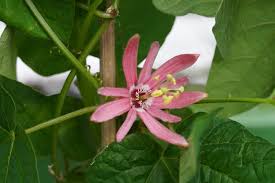 Image result for Passiflora sanguinolenta