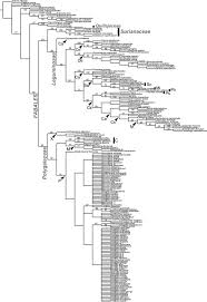 Image result for Polygala usafuensis