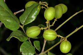 Image result for Dialium schlechteri