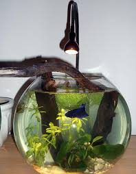 Planted Betta Bowls Newbie Betta Betta Aquarium Fish Plants