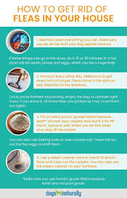 Maybe you would like to learn more about one of these? Our Best Home Remedies For Fleas Flea Remedies Home Remedies For Fleas Fleas