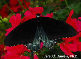 The butterflies on the halo flutter out and speak to you, nomsquad, you have the chance to save one of the four flowers from extinction or endangerment and give them another chance of life. Blue Butterflies Gardening Solutions University Of Florida Institute Of Food And Agricultural Sciences