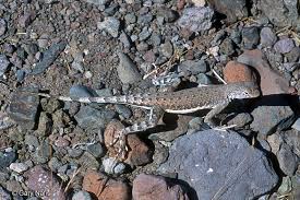 Image result for Dinebra caudata