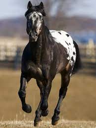 Jaune, rouge, bleu et noir. Appaloosa Wikipedia