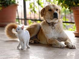 Katzenfutter Fur Hunde Oder Hundefutter Fur Katzen
