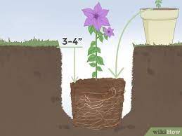 Clematis require rich, moist soil that provides ample nutrition for healthy growth. How To Plant Clematis 13 Steps With Pictures Wikihow