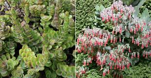 Kalanchoe Laxiflora Milky Widow S Thrill World Of Succulents Succulents Succulents Garden Thrill