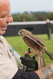YARAK ile ilgili görsel sonucu