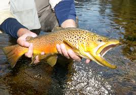 Trout Of North America The Complete Guide