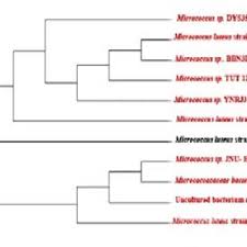 Culture Characteristics Of M Luteus Strain Baa2 A Growth