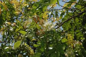 Image result for Cathormion