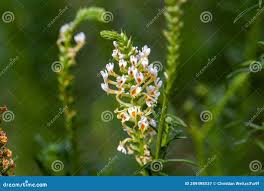 Image result for Hebenstretia