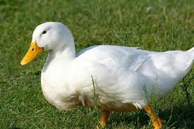 Beijing roasted sliced duck dinner on white. American Pekin Pekin Duck Types Of Ducks Duck