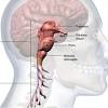 The endocrine system is a control system of ductless endocrine glands that secrete chemical system of glands of an organism that secrete hormones directly into the circulatory system to be carried pages in category endocrine system. 1