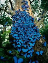Blau Beautiful Nature Blue Morpho Butterfly Beautiful Butterflies