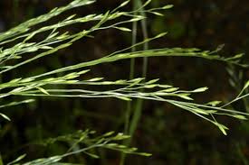 Image result for Festuca chodatiana