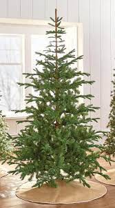 7 5 Norwegian Spruce Martha Stewart 249 9318500610 Http Www Homedepot Com P Martha Stewart Li Live Christmas Trees Holiday Christmas Tree Christmas Tree