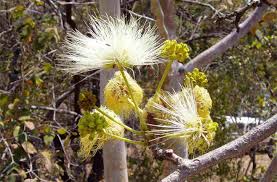 Image result for Albizia schimperiana