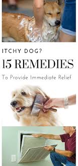 Pin On Dog Health Wellness
