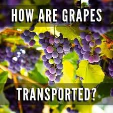 The champanel grape vine produces large, loose clusters of grapes that ripen in early july. How Are Grapes Transported Usa Truckload Shipping